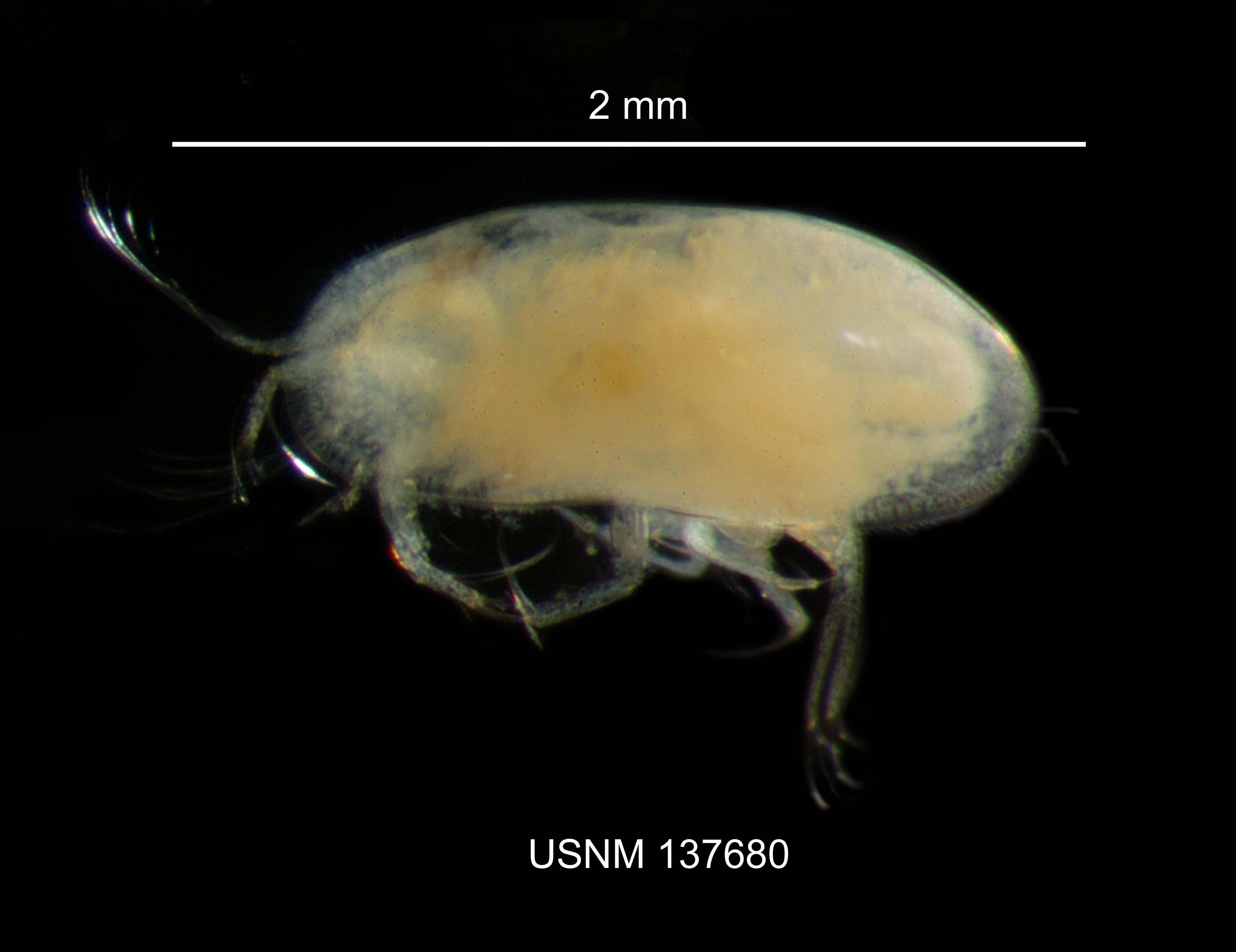 Представитель Семейства Cyprididae